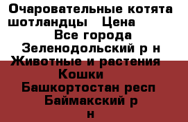 Очаровательные котята шотландцы › Цена ­ 2 000 - Все города, Зеленодольский р-н Животные и растения » Кошки   . Башкортостан респ.,Баймакский р-н